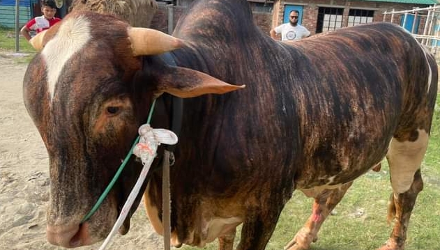 কোরবানির পশুর চামড়ার দাম নির্ধারণ, বেড়েছে ৫ টাকা