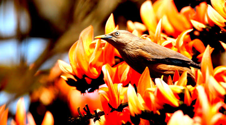 বসন্তের পর আজ ভালোবাসার পরস